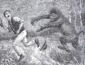 yowie1.jpg